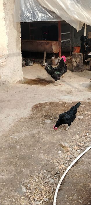 Товуклар ва хуроз сотилади