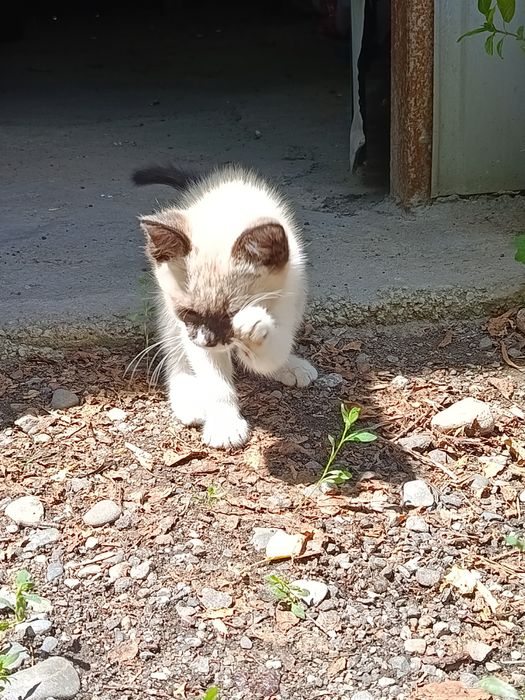 Котёнок в добрые руки