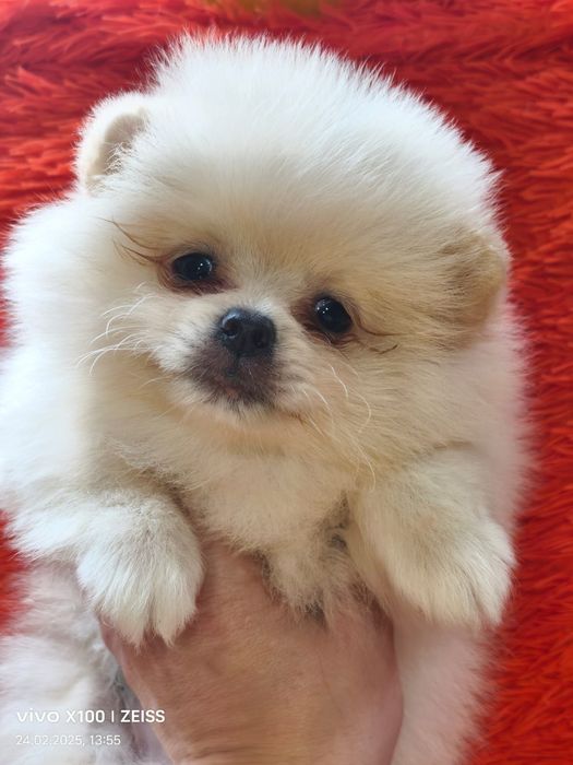 Очаровательные щенки шпица.