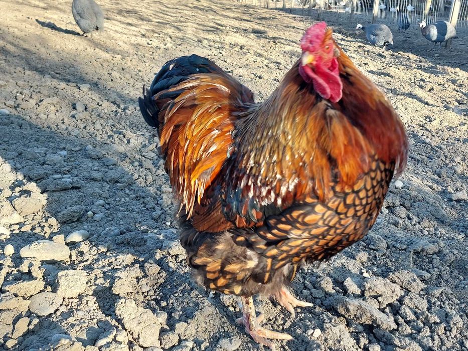 Vand gâște africane, rate Rouen salbatic, rate mute lesesti, cocos GSG