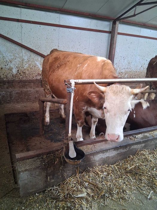 Vand junele gestante