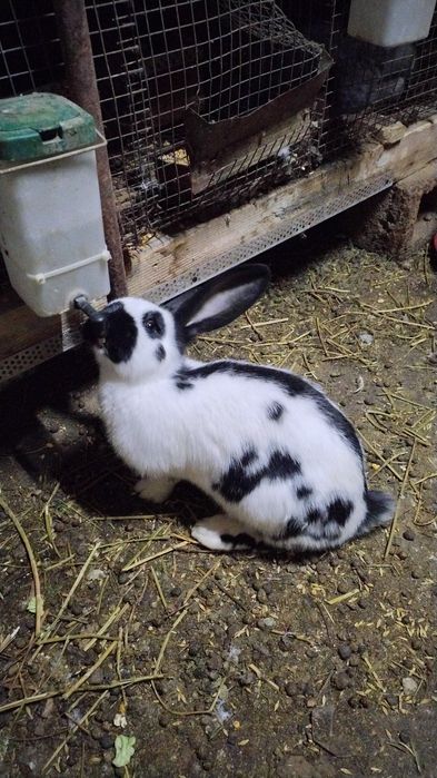 Iepuri Fluture German