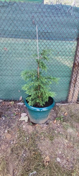 Кипарис, лейланд.