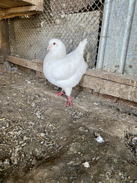 Vand sau schimb porumbei kingi