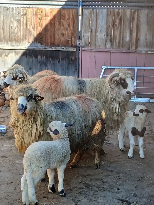 De vînzare oi cu miei