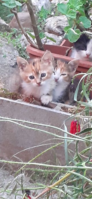 Подарявам  котенца на   два месеца