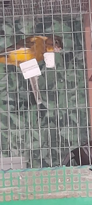 Продам Канарейку к самка и самес  гатовийий гатовий