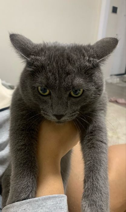 Отдам кота в добрые руки