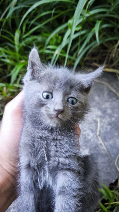 Котят отдам в хорошие руки