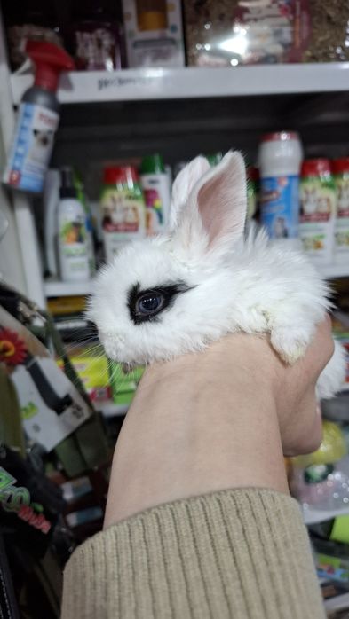 Карликовые кролики