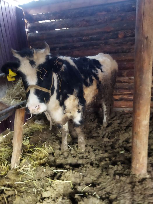 Семиз Бир Туган кашар бордакы