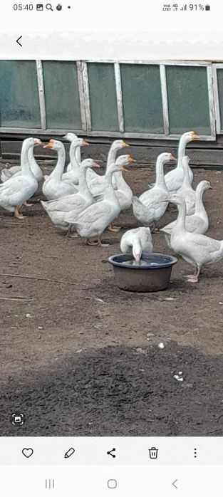 Гуси Линда. (2 года)