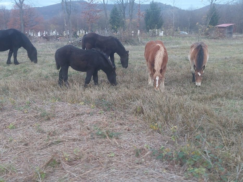 Se vand manji negri de 6 luni