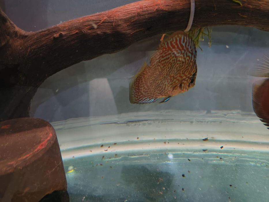 Дискус леопард малкии