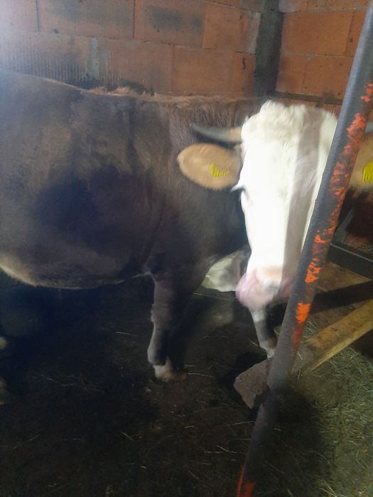 Vând,juninca,Baltata,montata