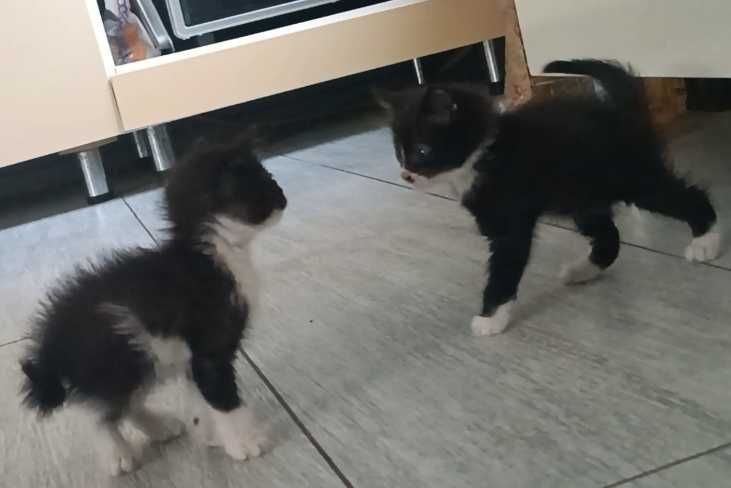 Котята, мальчик и девочка