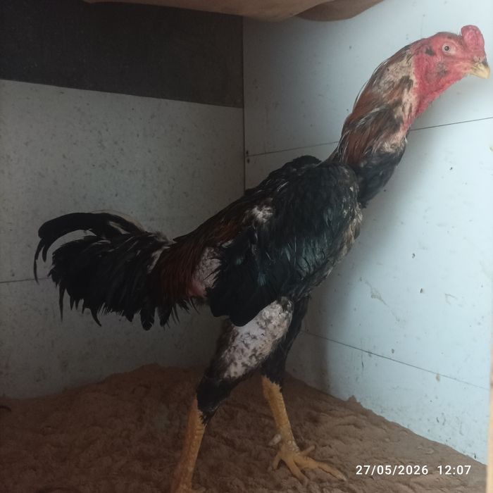 Pravaznoy horoz sotiladi toza narsa Toshkent da