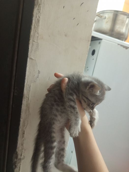 СРОЧНО!отдаю котят в добрые руки