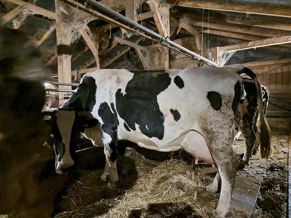 De vanzare vaci de lapte zece capete