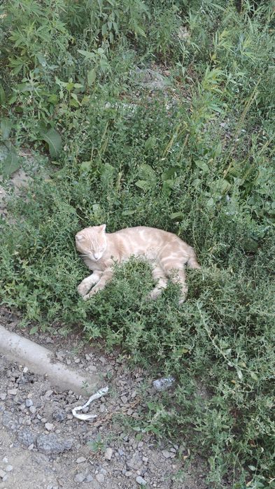 Котенок 6-8 месяцев даром