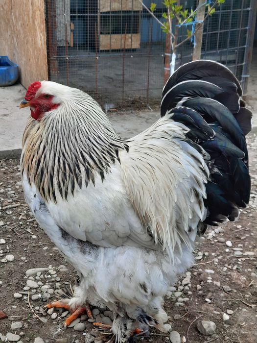 Găini Brahma de vânzare