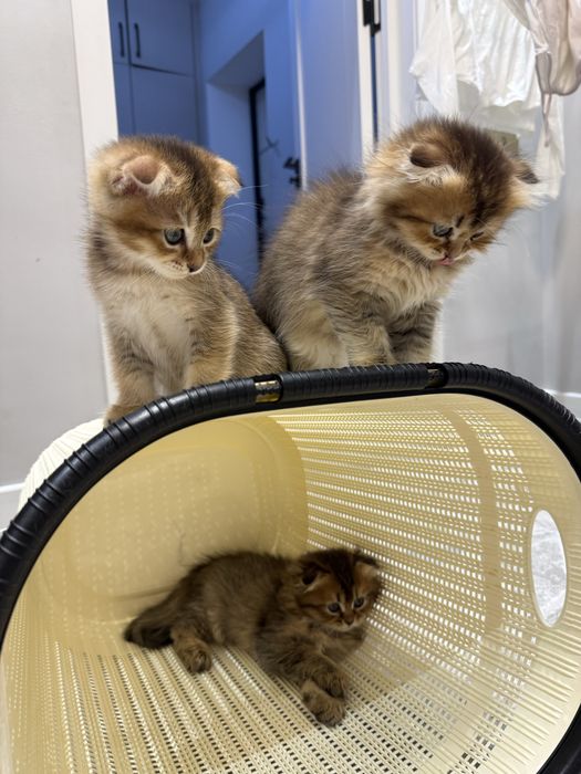 Кошка Шиншилла 2 месяцев