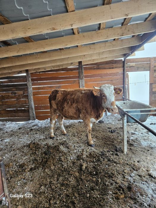 Сиыр сатам  2жасар