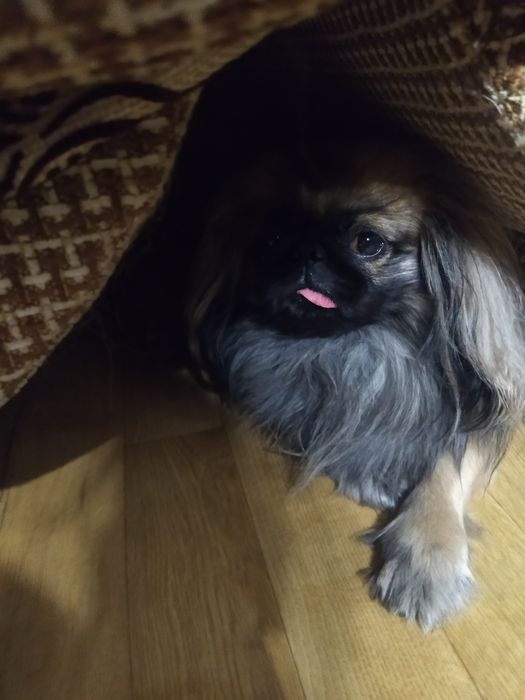 Пекинес мальчик.