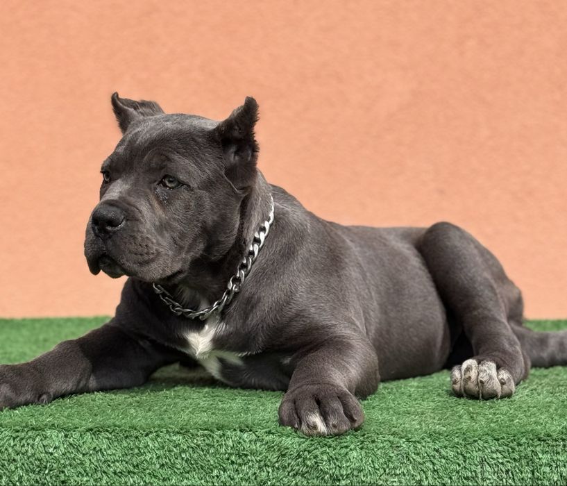 Pui de Cane Corso cu pedigree FCI