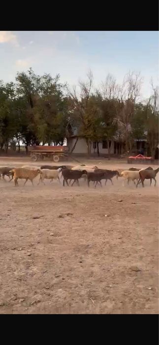 Кой бараны оптом срочно