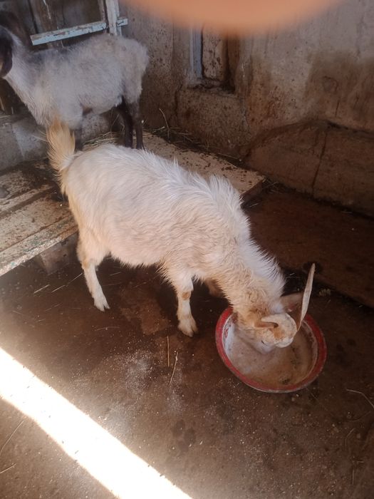 Казел заненски чиста кровный ,