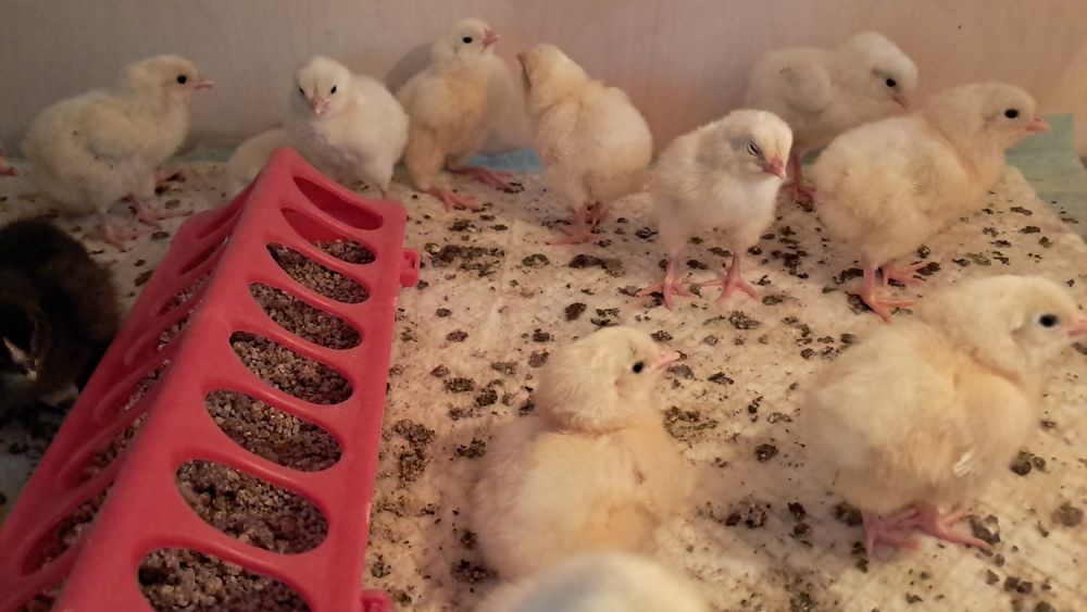 Цыплята продам цена договорнач