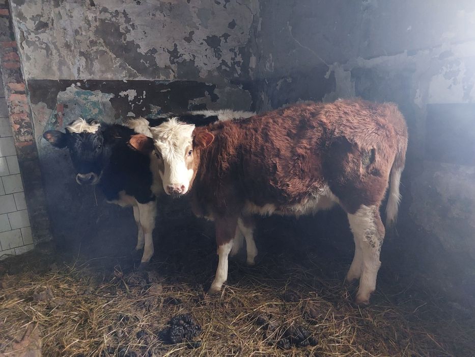 Продам коров тёлок