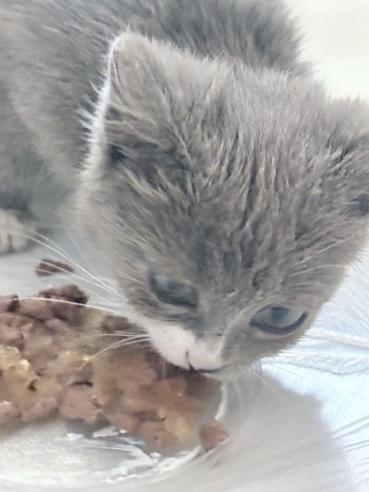 Отдам котенка в руки
