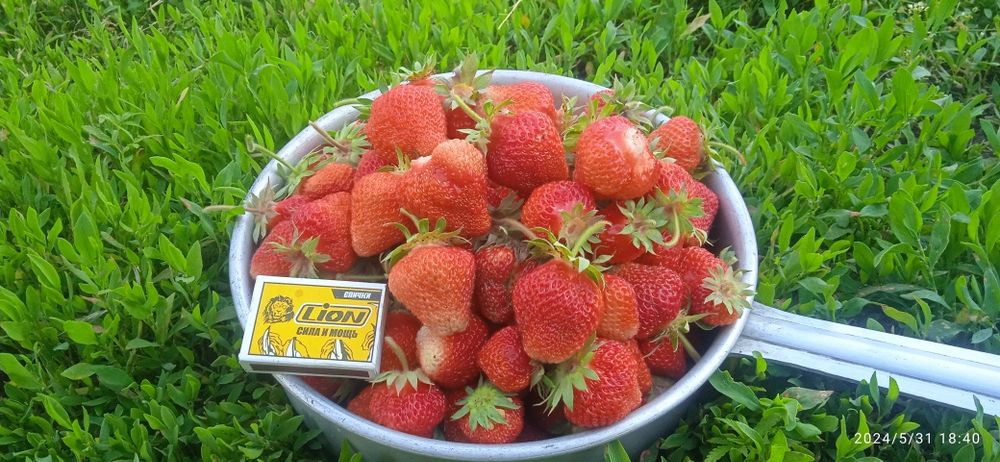 Продам фазенду или дачу