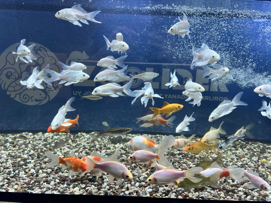 Akvarium dekarativ baliqlar keng asartimentda sotiladi
