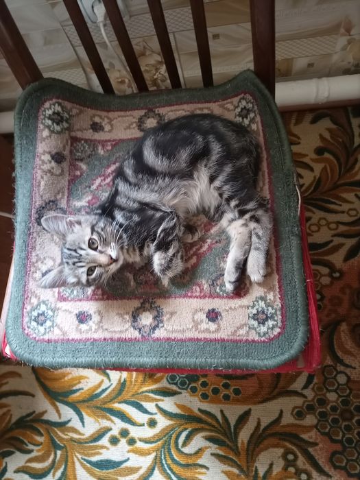 Отдам в хорошие руки котят