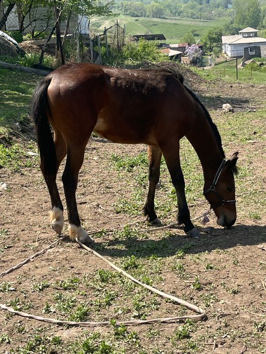 Продаётся отличная кобыла бие с тайчиком