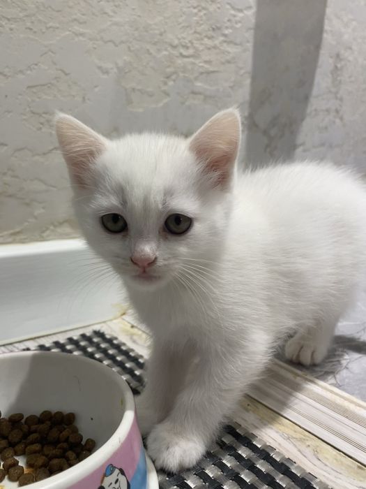 шотландский прямоухий