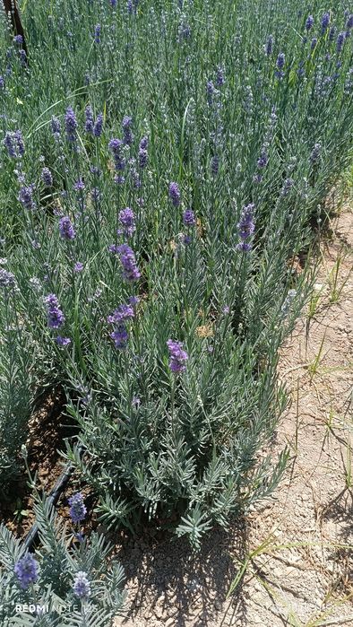 Fransuzkiy lavanda 30000so'm