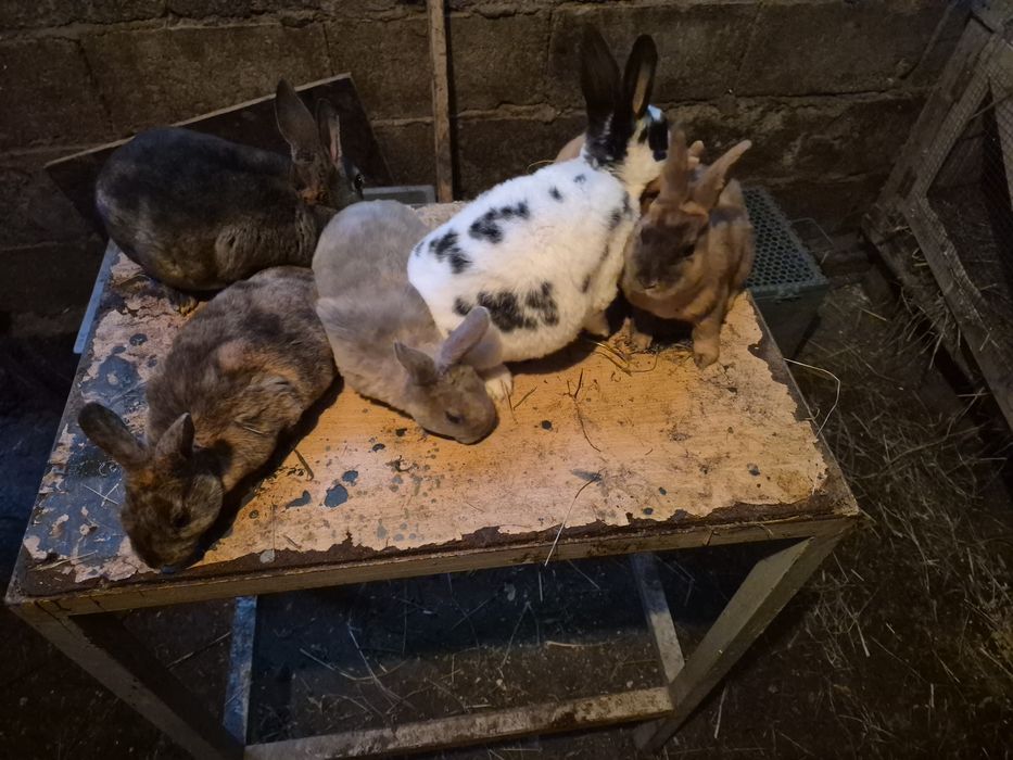 Vand iepuri rex  mascluli si femele