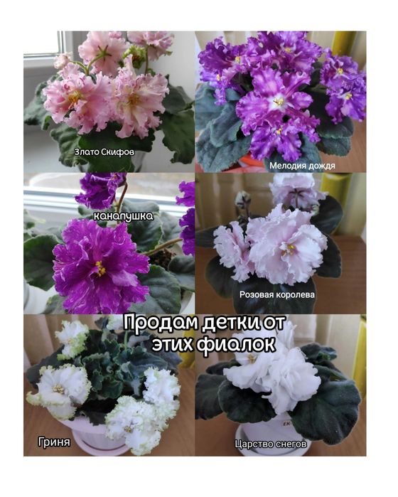 Продам детки фиалок