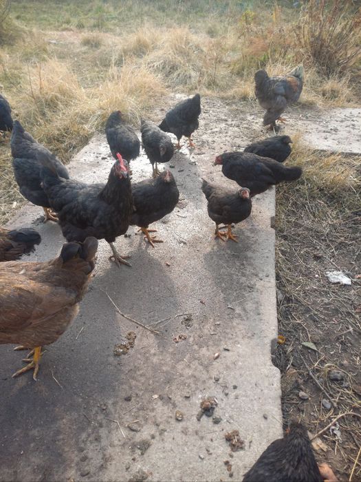 Товик ва хорозлар сотилади