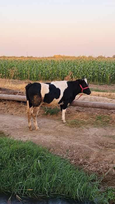 Yalangoch Osiyo aerobika