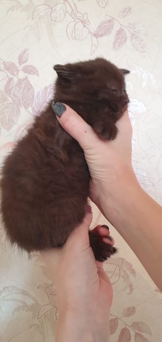 Чудо шотландские котики