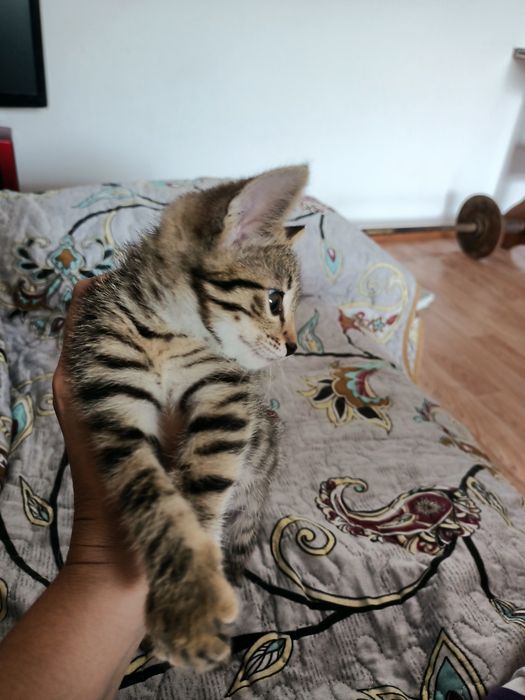 Отдам котенка мальчика в добрые руки