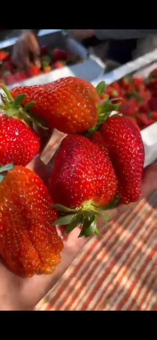 Клубника на оптом от 500кг