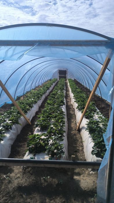 Продается ЛПХ с базой и теплицами.