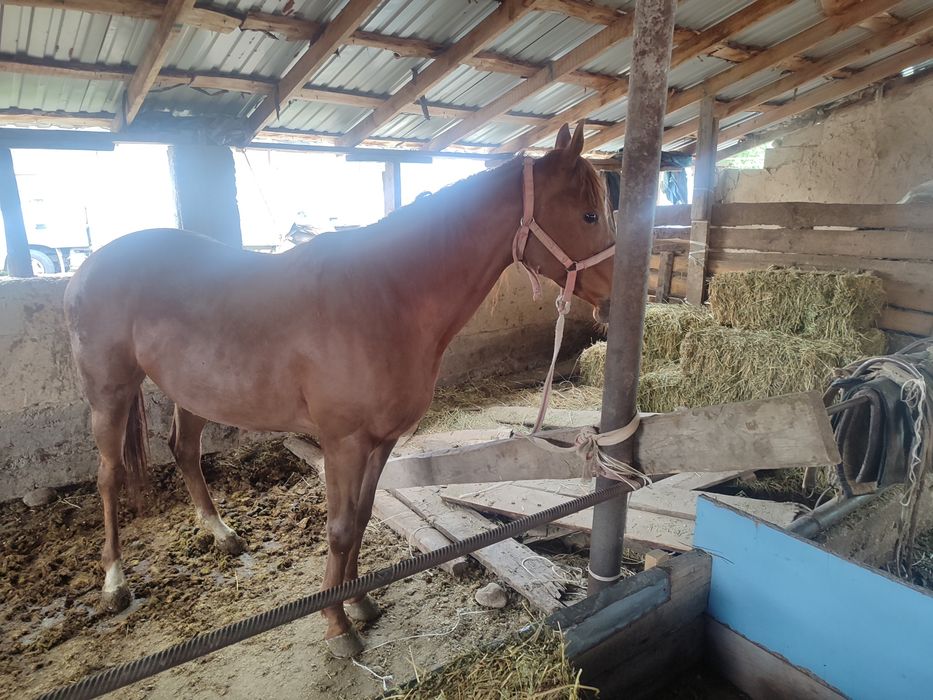 Англараб байтал стылады