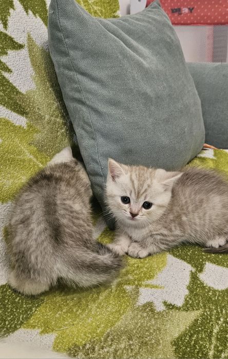 Британски и шотландски котенца